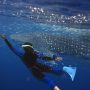 Schwimmen mit Walhaien in Westaustralien