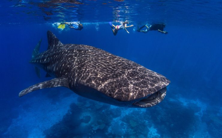 Schwimmen mit Walhaien in Westaustralien