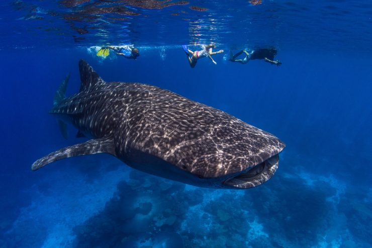 Schwimmen mit Walhaien in Westaustralien