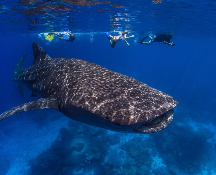 Schwimmen mit Walhaien in Westaustralien