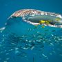 Schwimmen mit Walhaien in Westaustralien