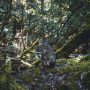 Mount Field Nationalpark Tasmanien