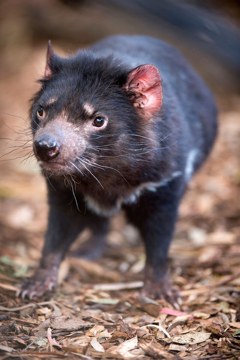 Tasmanian Devil Tasmanien