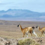 Lamas in der Wüste. Best of Chile – Zwei Wochen Naturwunder-Luxusreise