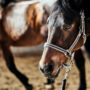 Reiten. Luxusreisen
