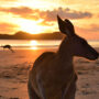 Ein spektakulärer Sonnenaufgang – finden auch zwei Dutzend Kängurus, die sich morgens am Strand treffen. Luxusreisen