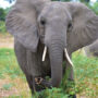 Sambia. Luxusreisen