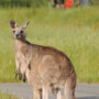 Victoria. Australien. Luxusreisen